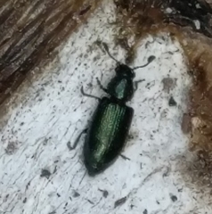 Necrobia violacea