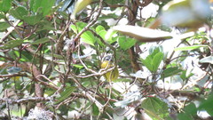 Thlypopsis superciliaris