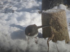 Junco hyemalis
