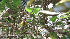 Thlypopsis superciliaris
