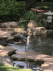 Egretta caerulea × thula