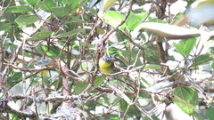 Thlypopsis superciliaris