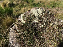 Muehlenbeckia complexa complexa