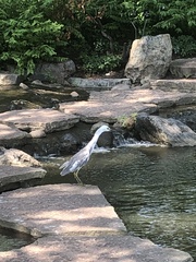 Egretta caerulea × thula