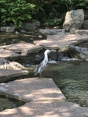 Egretta caerulea × thula