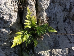 Asplenium appendiculatum
