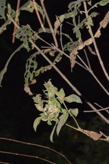 Lagascea
