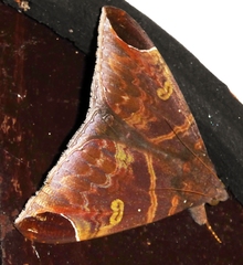 Pindara illibata