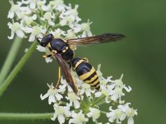 Symmorphus crassicornis