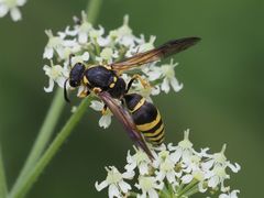 Symmorphus crassicornis