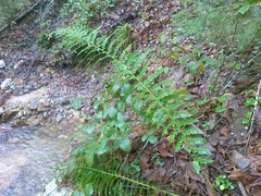 Polystichum × luerssenii