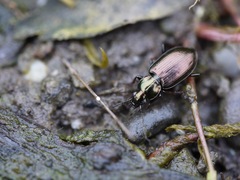 Agonum muelleri