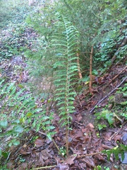 Polystichum × luerssenii