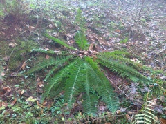 Polystichum × luerssenii
