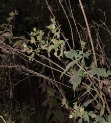 Lagascea