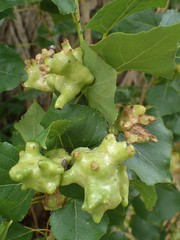 Pemphigus vesicarius