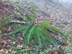 Polystichum × luerssenii