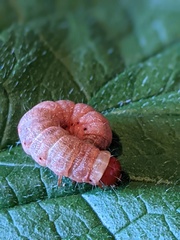 Egira crucialis