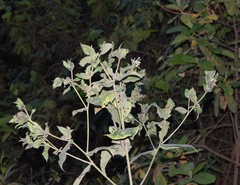 Lagascea
