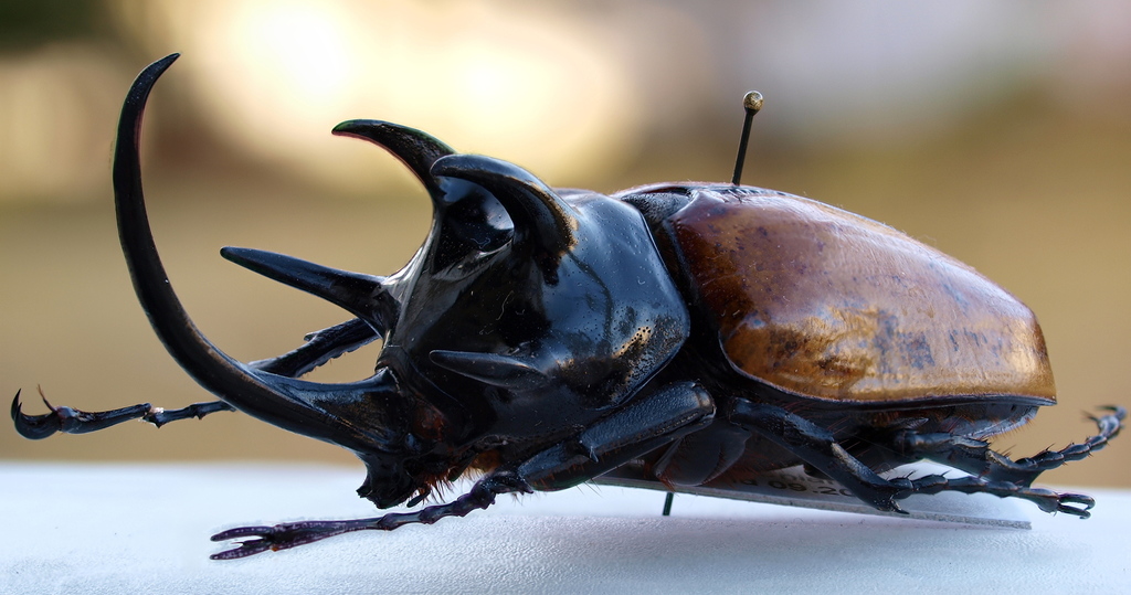 five-horned Rhinoceros Beetle (Eupatorus gracilicornis