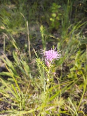 Liatris cylindracea