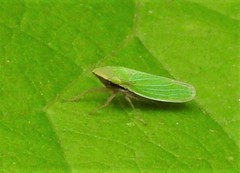 Draeculacephala antica