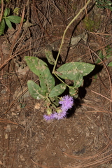Vernonia alamanii