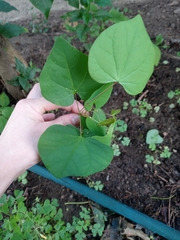 Magnoliopsida