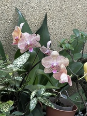 Phalaenopsis