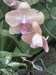 Phalaenopsis