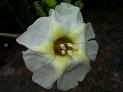 Ipomoea arborescens