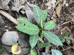 Echites rubrovenosus