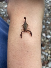 Pseudouroctonus santarita