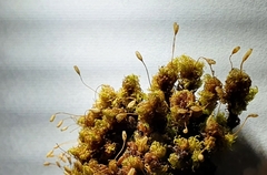 Ptychomitrium polyphyllum