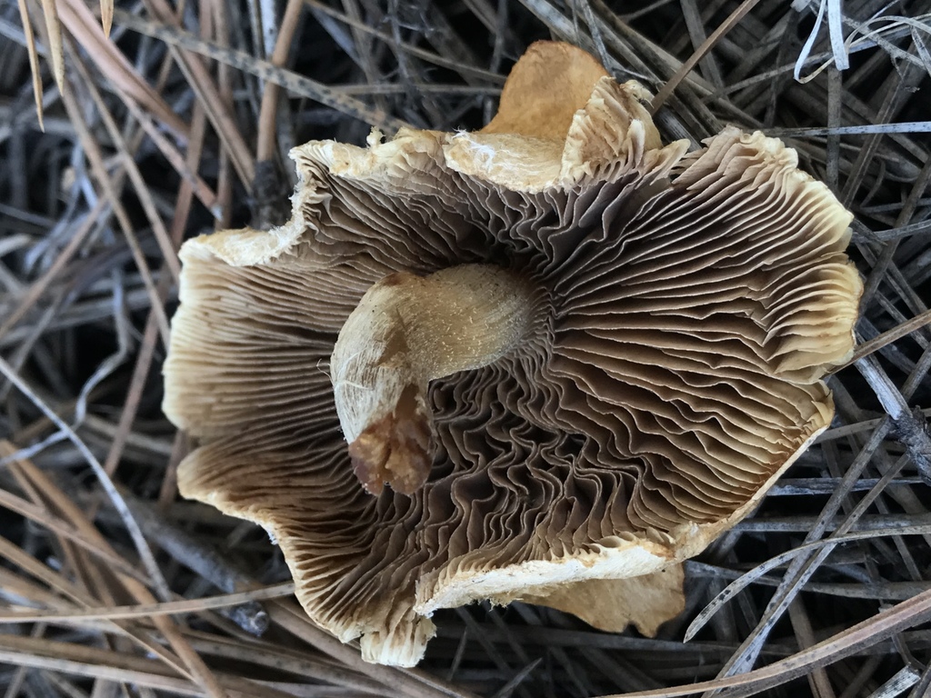 Common Gilled Mushrooms and Allies from Coconino National Forest