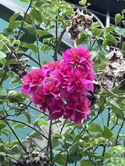 Bougainvillea × buttiana