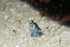 Aleptina inca
