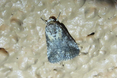 Aleptina inca