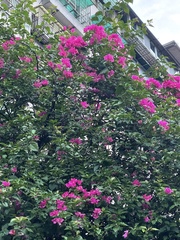 Bougainvillea × buttiana