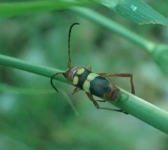 Aethecerinus latecinctus