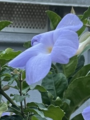 Thunbergia grandiflora