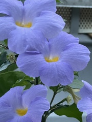 Thunbergia grandiflora