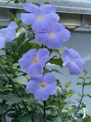 Thunbergia grandiflora