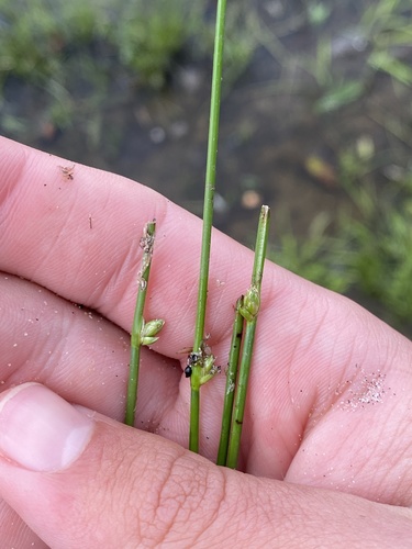 Swaying bulrush (Schoenoplectus subterminalis)