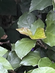 Thunbergia grandiflora