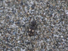 Paracardiophorus