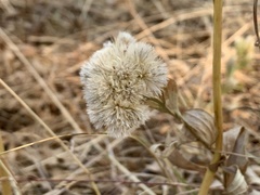 Sericocarpus rigidus