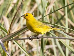 Sicalis flaveola