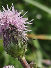 Merocoris curtatus