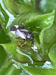 Plagiognathus obscurus